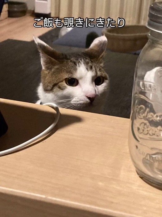 のぞいている猫