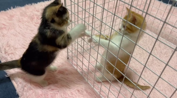 柵ごしに対面する子猫達