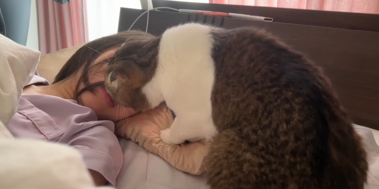 飼い主の顔をなめる猫