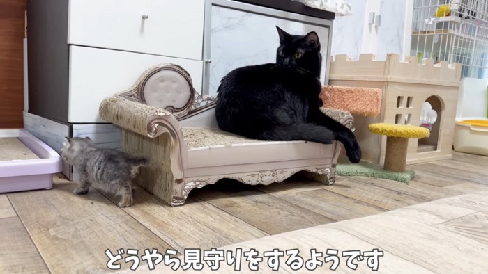 遊ぶ子猫と見守る黒猫