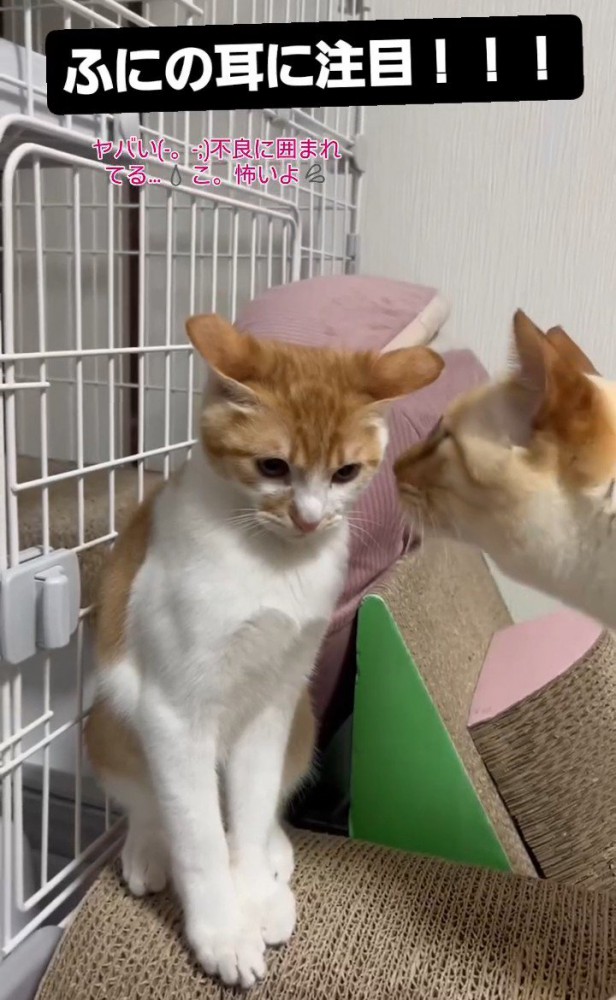 成猫に近づかれる子猫