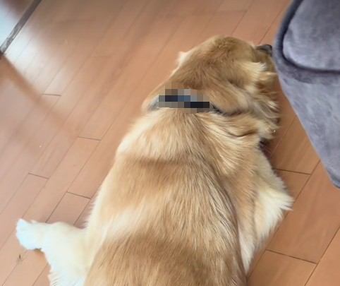 寝そべっている犬