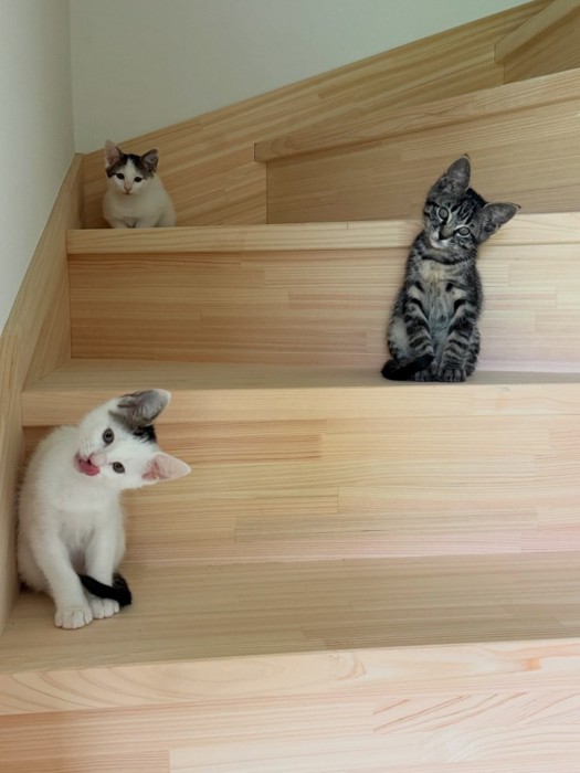 階段にいる子猫たち