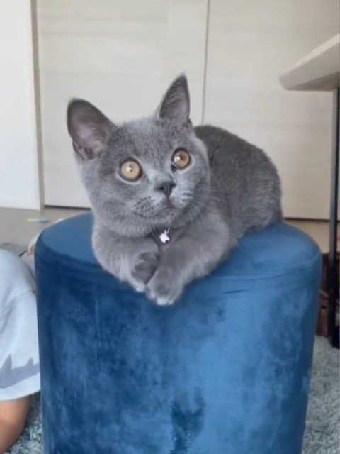 イスの上に乗る猫