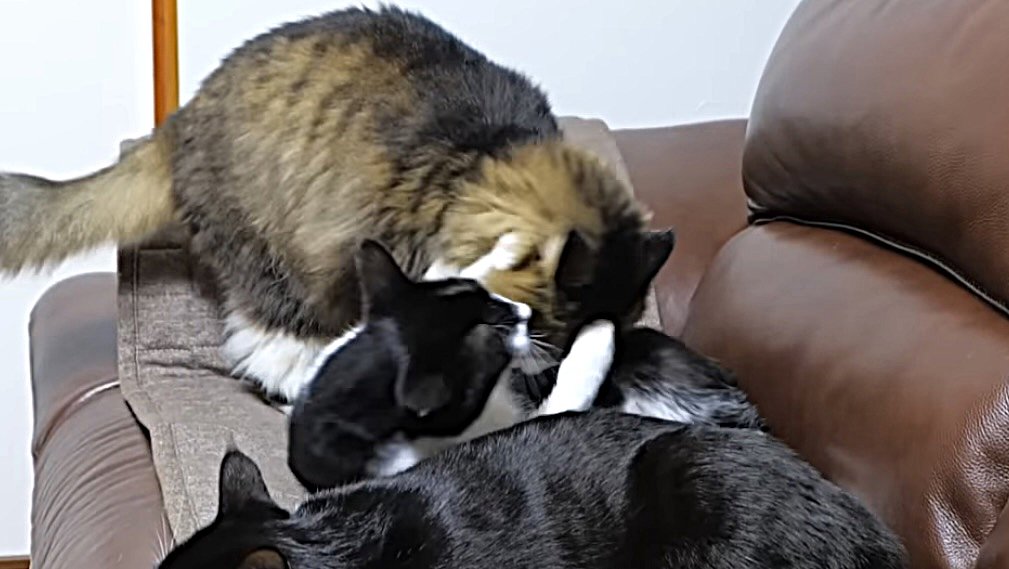 長毛猫に猫パンチする黒白猫