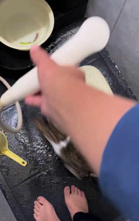 シャワーの水を追いかけて椅子の周りをまわる猫