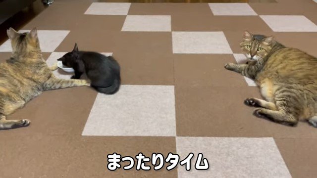 のんびり過ごす猫たち