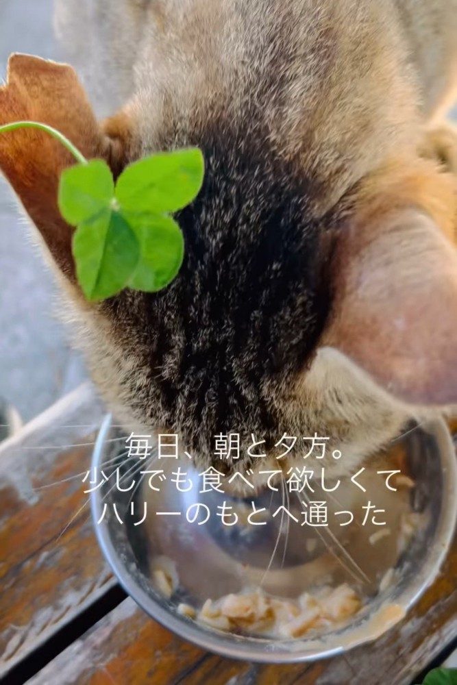 ごはんを食べる猫