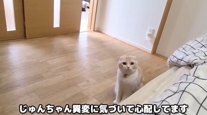飼い主を見ている猫