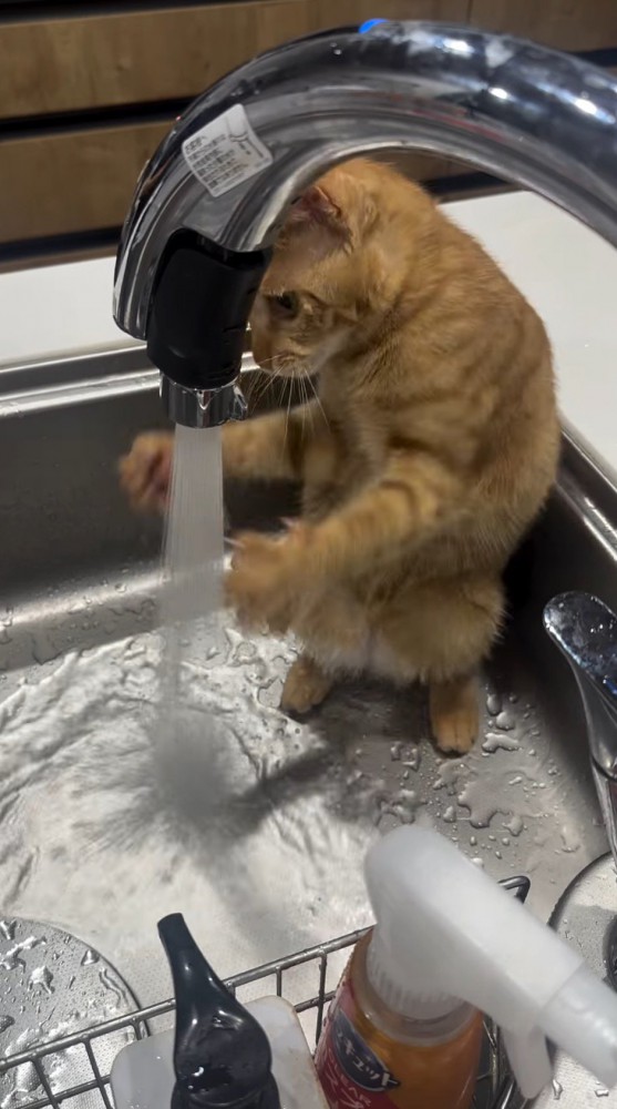 水道から出る水の両サイドに手を添えて狙いを定める猫