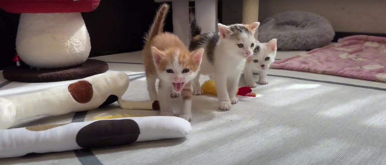 威嚇する子猫%％朝から元気にシャー