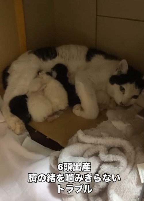 母猫と子猫