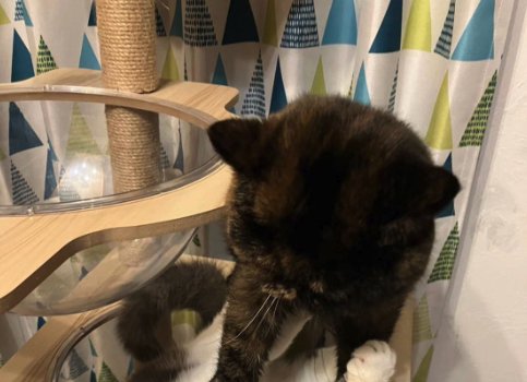 キャットタワーにいるサビ猫アップ