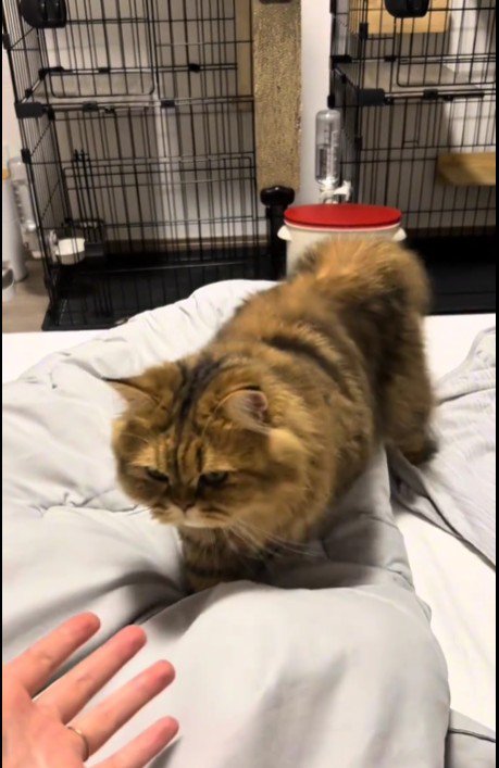 ベッドの上を歩いている猫