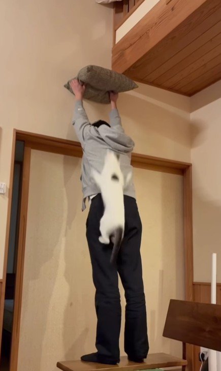 座布団を掲げる飼い主と猫