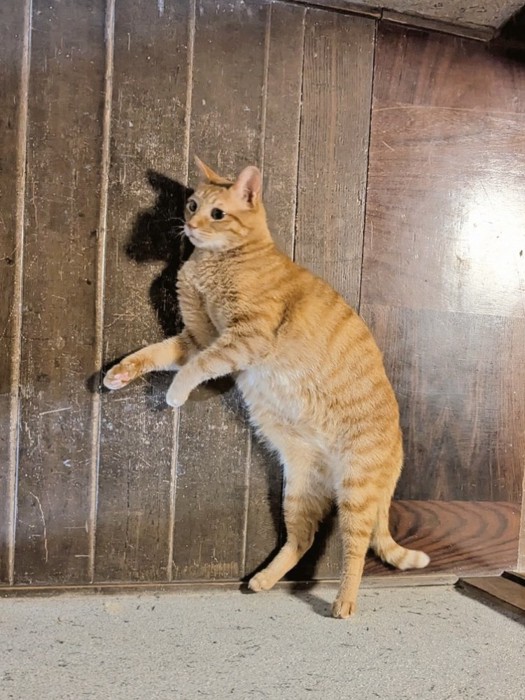 床に落ちている猫