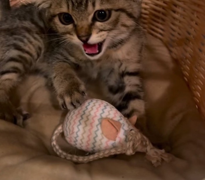 威嚇する子猫
