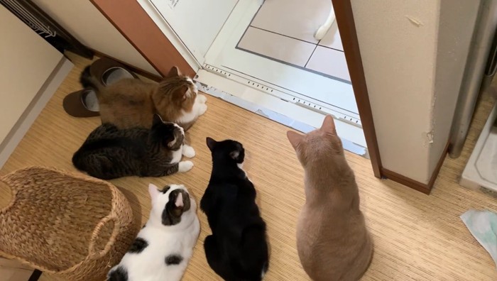 並ぶ5匹(後ろから)