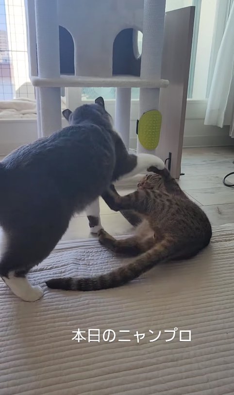 ニャンプロをしている2匹の猫