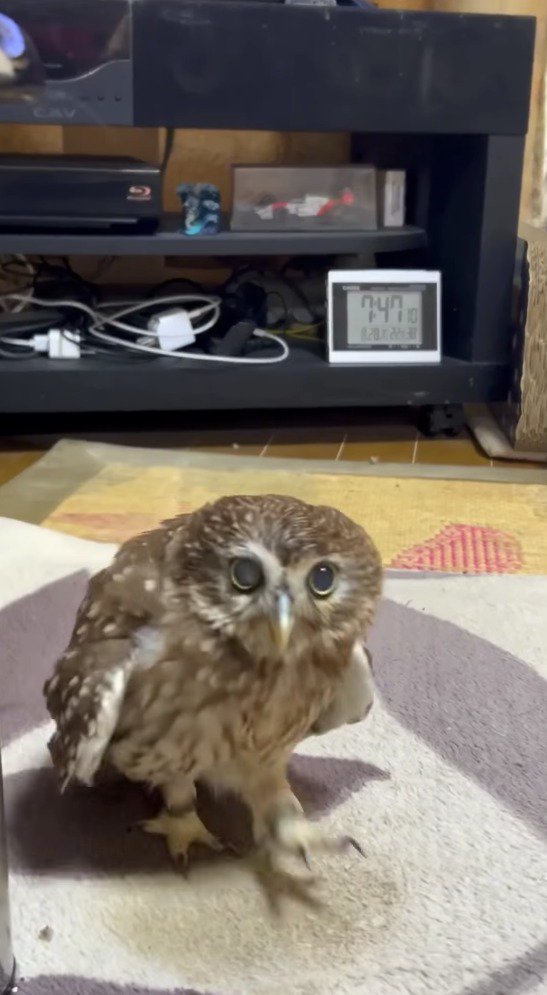 飼い主の方へ歩いてくるフクロウ
