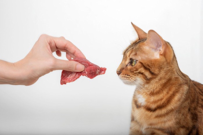 生肉を与える飼い主