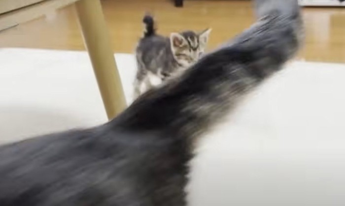 猫の尻尾のアップと奥に子猫