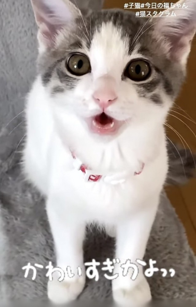 ママを見ながら鳴く子猫