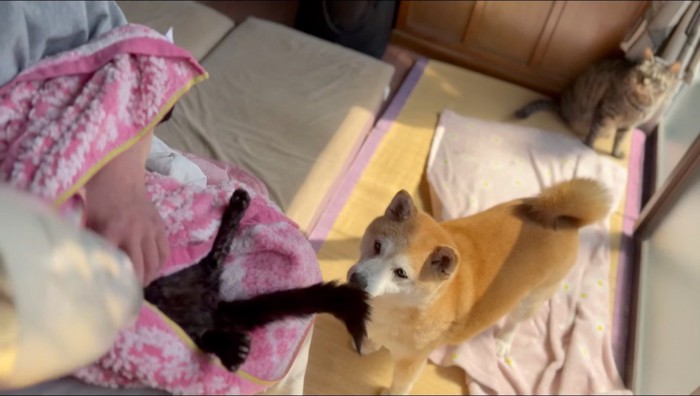 ドライヤーをかけられている黒猫を見つめる犬