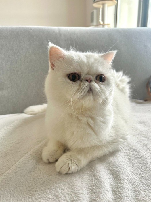 白猫(伏せの姿勢)