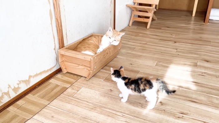 箱に入るむぎくん