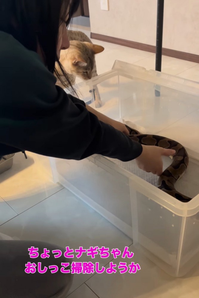 ケースから出されるヘビ