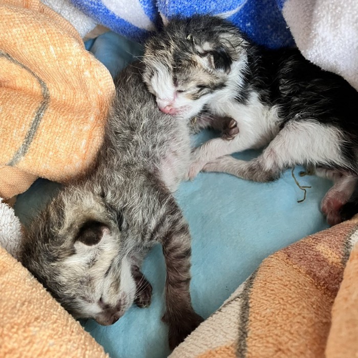 小さい2匹の子猫