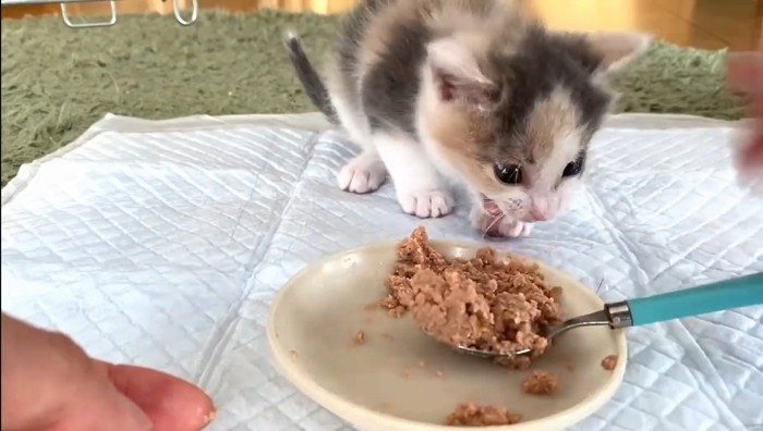 むせるあるみちゃん