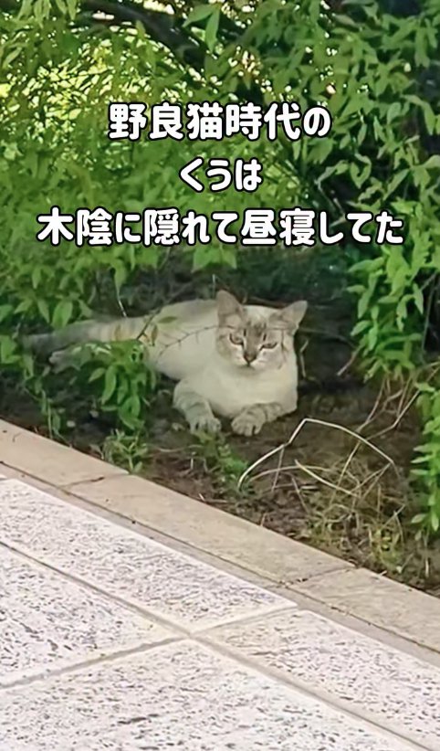 木陰で横になっている猫