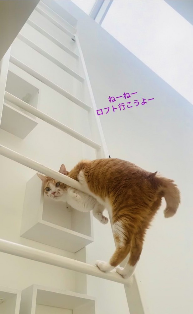 梯子を上りながらママを誘う茶白猫