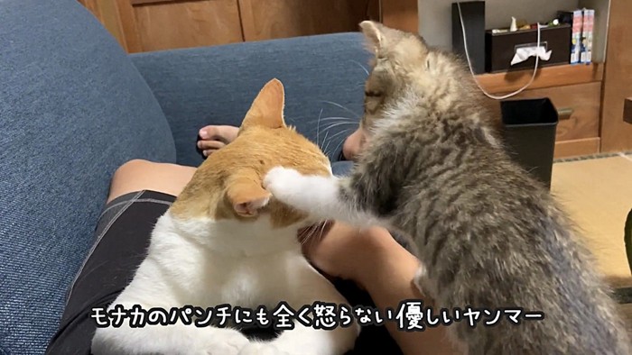 猫パンチする子猫