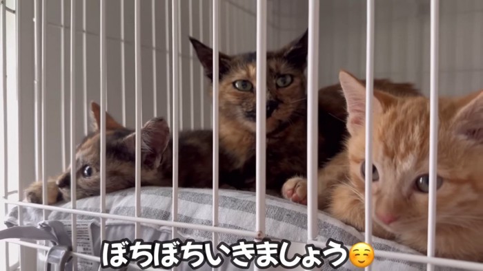 小屋の中のサビ猫と子猫たち