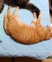 布団の右下で眠る茶トラ猫