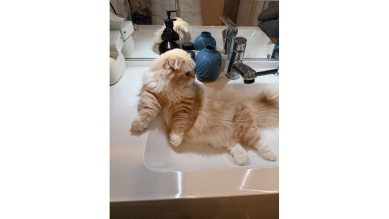 洗面台の猫