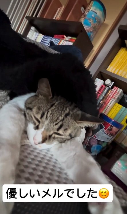 腕を伸ばすメルくん