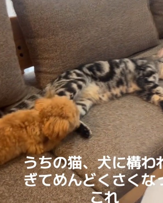 構ってほしい犬