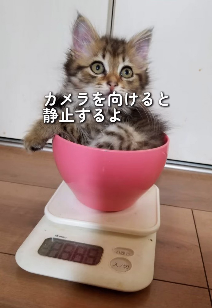 体重測定中の子猫