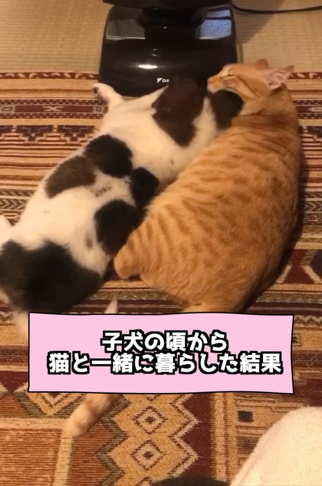 犬を毛づくろいする猫