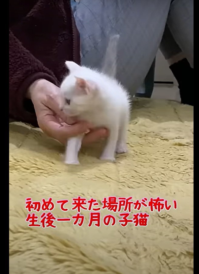 ハクちゃん