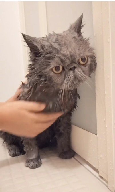 シャンプーをしている猫