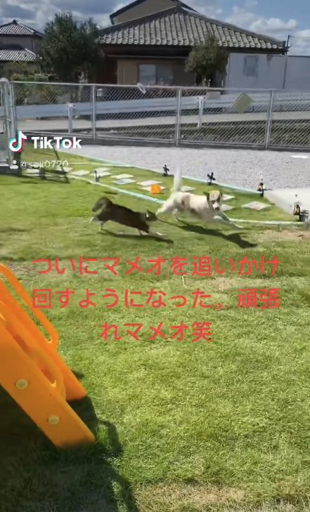 芝生の上で走っている犬と猫