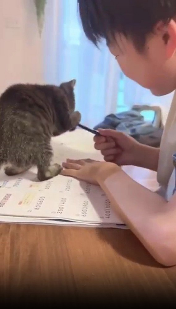 鉛筆で遊ぶ猫