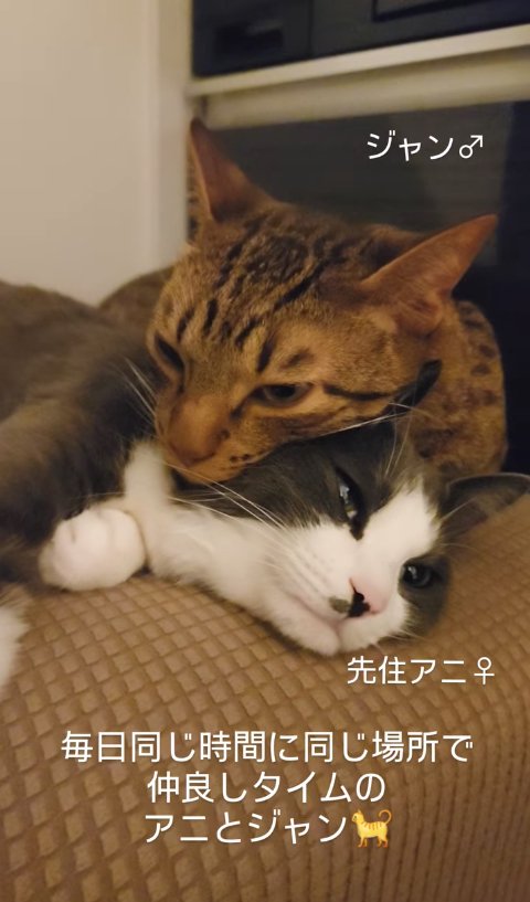 頭を重ねて寝ている2匹の猫