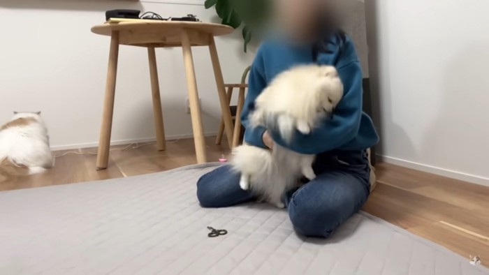 人間のひざに乗る犬と背を向ける猫