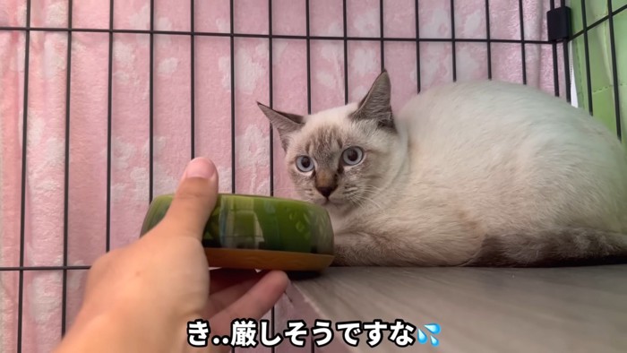猫の口元に皿を近付けている